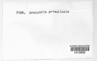 Urocystis primulicola image